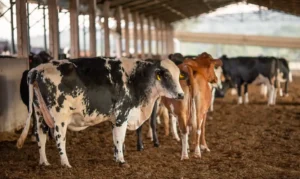 Leia mais sobre o artigo Dois lotes da vacina Excell 10 podem ter matado quase 200 animais