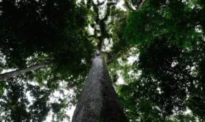 Leia mais sobre o artigo Lula sanciona lei do licenciamento ambiental com 63 vetos