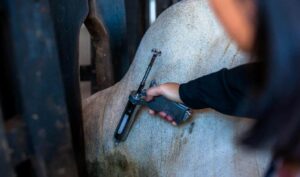 Leia mais sobre o artigo Mato Grosso conquista mercado e deve favorecer o Brasil diante do tarifaço
