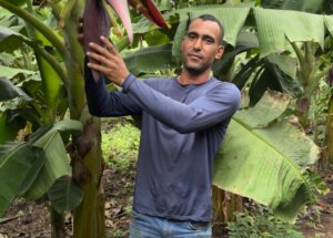 Leia mais sobre o artigo Mudas de banana-terra anã impulsionam produção e renda em Cáceres