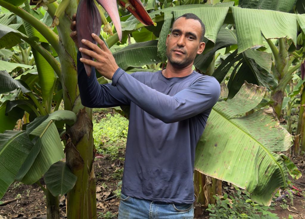 No momento, você está visualizando Mudas de banana-terra anã impulsionam produção e renda em Cáceres