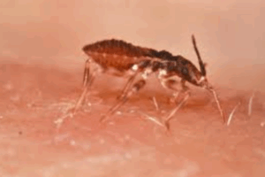 Leia mais sobre o artigo Novo protocolo pode ajudar a controlar a doença de Chagas no Brasil