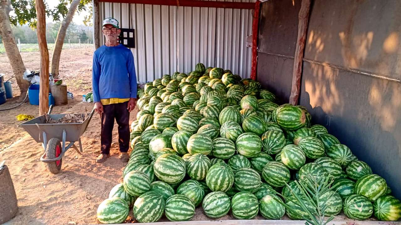 No momento, você está visualizando Agricultura familiar de Várzea Grande colhe frutos com apoio técnico