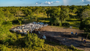 Leia mais sobre o artigo Programa Fazenda Pantaneira Sustentável será apresentado na COP30 em Belém (PA)