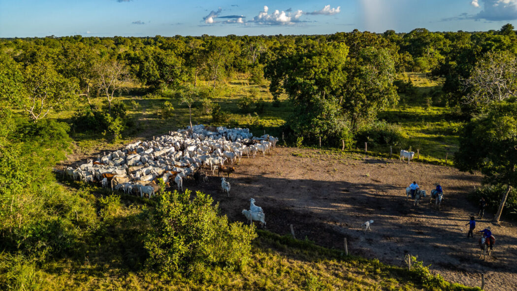 No momento, você está visualizando Programa Fazenda Pantaneira Sustentável será apresentado na COP30 em Belém (PA)