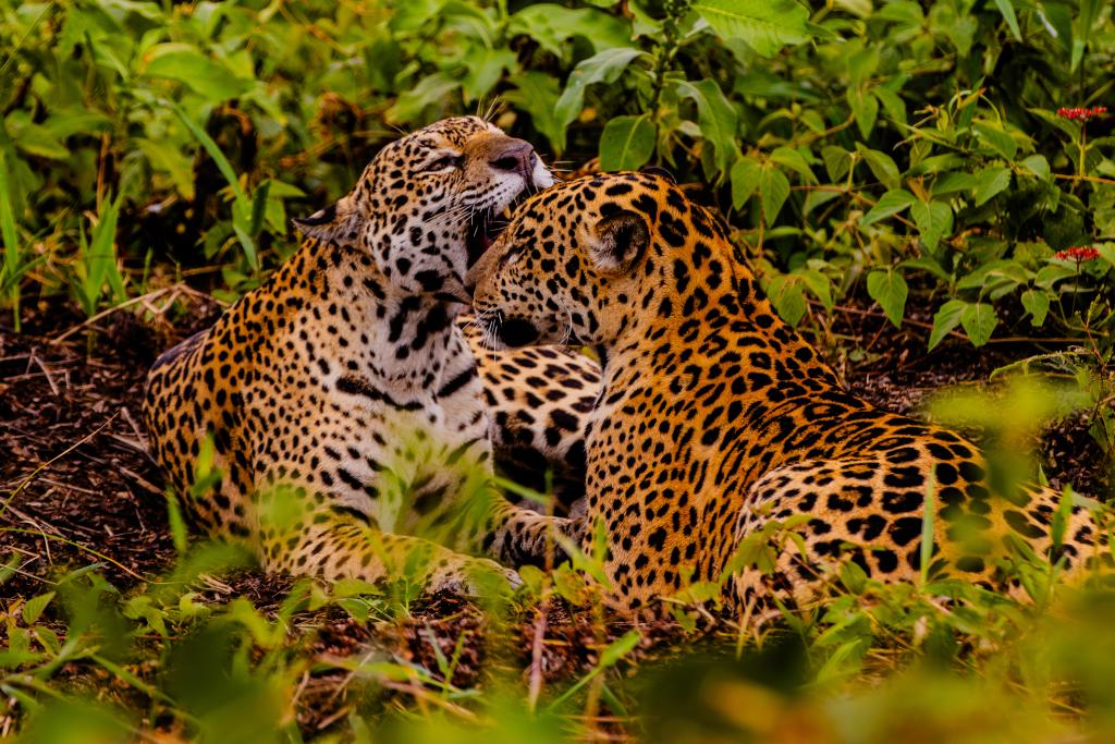 No momento, você está visualizando Embratur destaca Pantanal e Mato Grosso como potências do turismo brasileiro