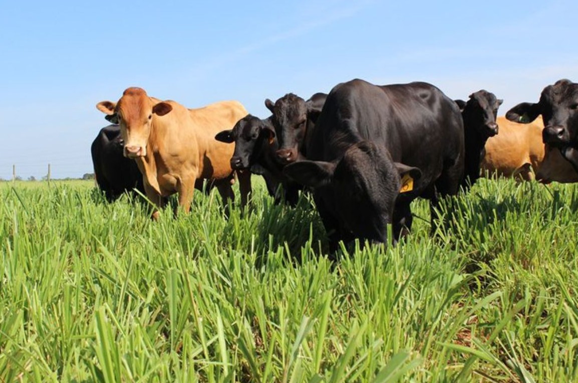 No momento, você está visualizando Embrapa lança selo para certificar carne bovina sustentável