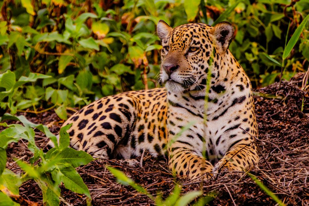 No momento, você está visualizando Feirão Fit Turismo oferece descontos de até 20% em viagens por Mato Grosso