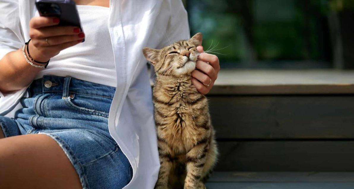 No momento, você está visualizando Segundo novo estudo, gatos falam; nós é que não entendemos