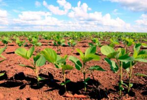 Leia mais sobre o artigo Arrecadação do Fethab Soja aumenta 4.300%, saiba mais!