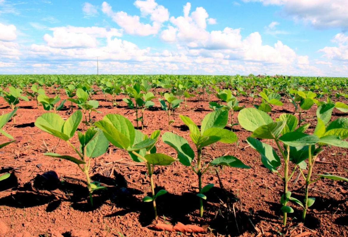 No momento, você está visualizando Arrecadação do Fethab Soja aumenta 4.300%, saiba mais!