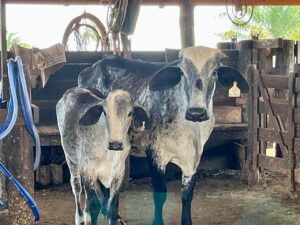 Leia mais sobre o artigo Mato Grosso fecha 2025 com 31,6 milhões de bovinos, diz Indea