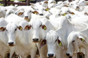 Leia mais sobre o artigo Atualização obrigatória de estoque de rebanho em Mato Grosso termina no dia 10 de dezembro