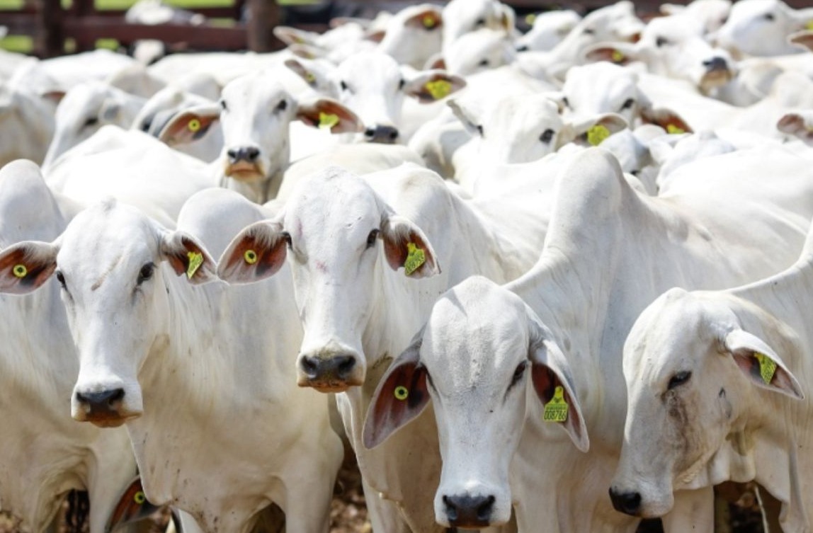No momento, você está visualizando Atualização obrigatória de estoque de rebanho em Mato Grosso termina no dia 10 de dezembro