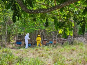 Leia mais sobre o artigo Produção de mel ganha força em Carlinda com apoio da Seaf e da Empaer