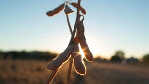 Leia mais sobre o artigo Soja impulsiona economia e gera desenvolvimento no Mato Grosso