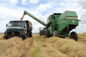 Leia mais sobre o artigo Exportações de arroz à Venezuela entram no radar do agro brasileiro