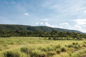 Leia mais sobre o artigo Sema-MT aprova mais de mil projetos para recuperação de 50 mil hectares