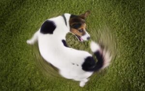 Leia mais sobre o artigo Cachorro andando em círculos pode indicar problema? Entenda as causas