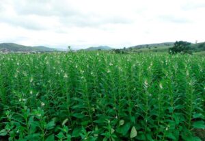 Leia mais sobre o artigo Gergelim ganha espaço e se consolida como segunda opção de safra em Mato Grosso