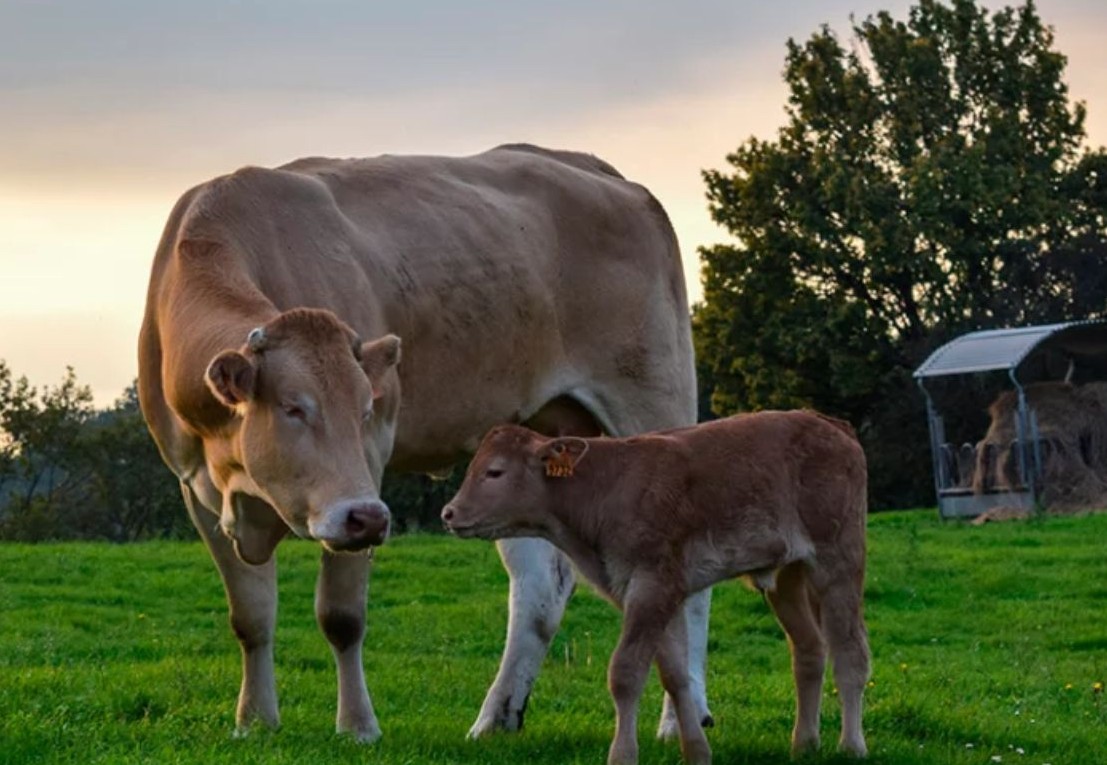 No momento, você está visualizando Inseminação artificial bovina cresce 15,57% em 2025 no Brasil