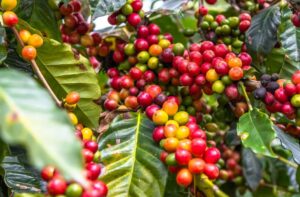 Leia mais sobre o artigo Conab prevê colheita recorde de café com crescimento de 17,1% em 2026