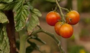 Leia mais sobre o artigo Syngenta aposta em herbicidas e mantém Brasil como prioridade