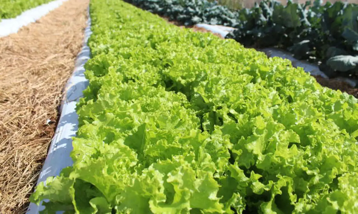 No momento, você está visualizando Embrapa inaugura Unidade Mista de Pesquisa e Inovação em Mato Grosso