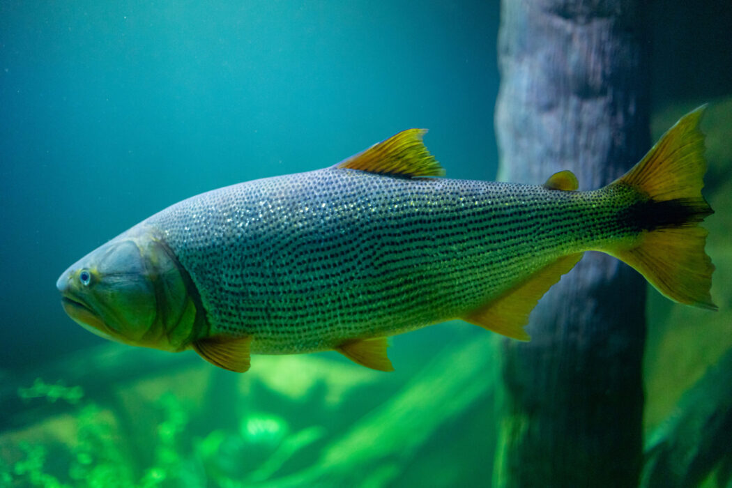 No momento, você está visualizando Parques, museu, aquário e Mercado do Porto são opções de visitação no feriado em Cuiabá