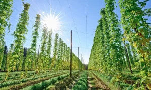 Leia mais sobre o artigo Governo federal alinha agenda agrícola com foco em bioinsumos e regras sanitárias