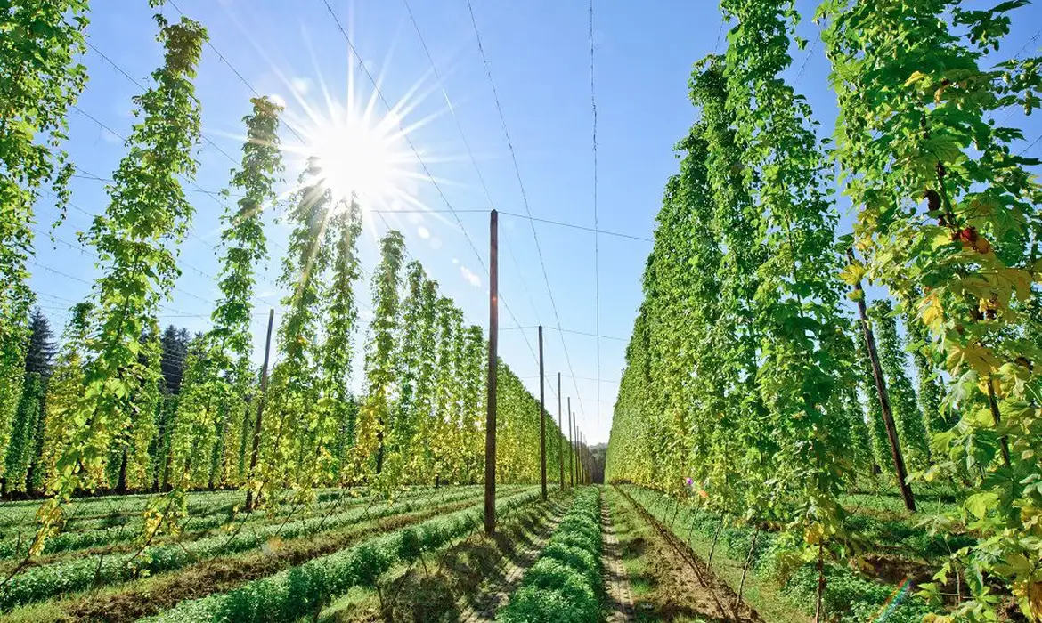 No momento, você está visualizando Governo federal alinha agenda agrícola com foco em bioinsumos e regras sanitárias