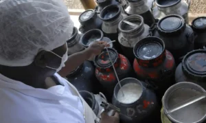 Leia mais sobre o artigo Governo federal anuncia recursos para o Pronaf Mais Leite