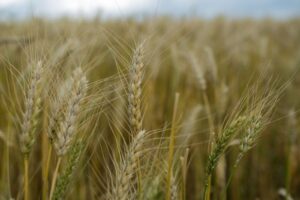 Leia mais sobre o artigo IBGE prevê que safra 2026 alcançará recorde 348,4 milhões de t e será 0,7% maior ante a de 2025