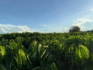 Leia mais sobre o artigo Seaf fortalece Rota do Café, impulsiona nova fronteira produtiva e reposiciona Mato Grosso no cenário nacional da cafeicultura