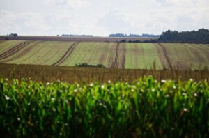Leia mais sobre o artigo Tempo seco ameaça milho tardio, mas favorece colheita de cana