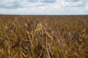 Leia mais sobre o artigo Mato Grosso mantém calendário fitossanitário da soja em 2026