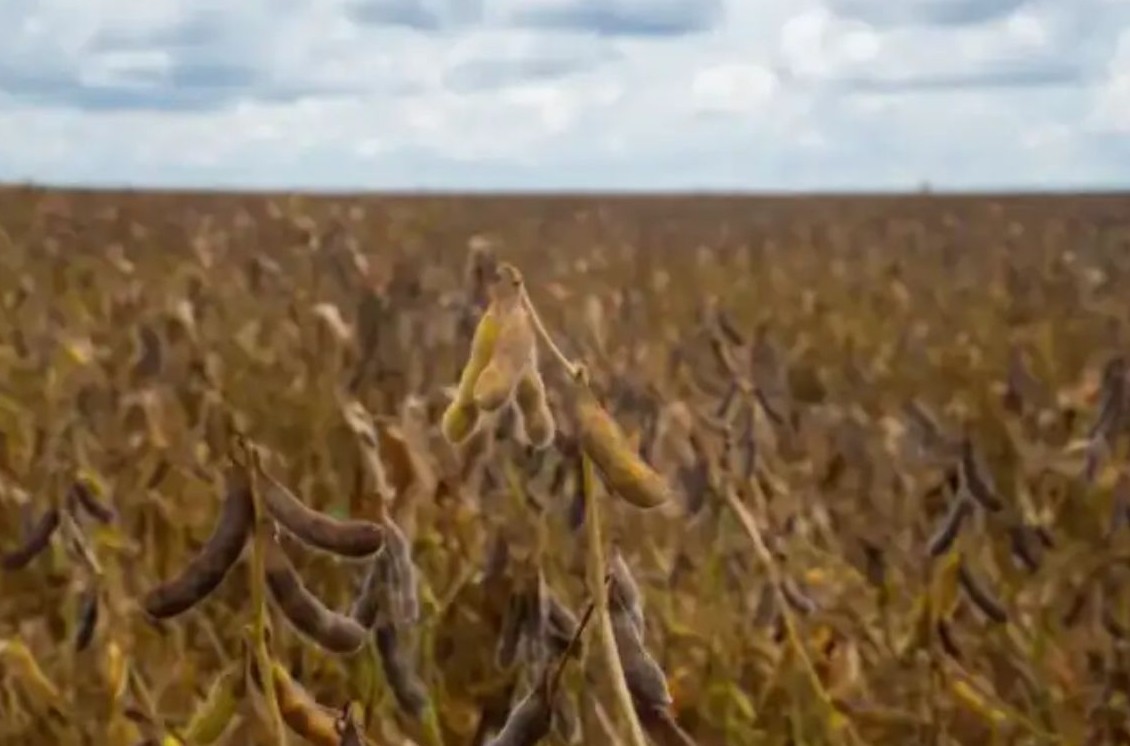 No momento, você está visualizando Mato Grosso mantém calendário fitossanitário da soja em 2026