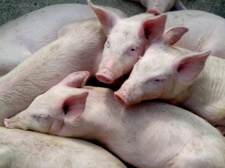 No momento, você está visualizando Dejeto suíno pode substituir fertilizantes fosfatados na agricultura