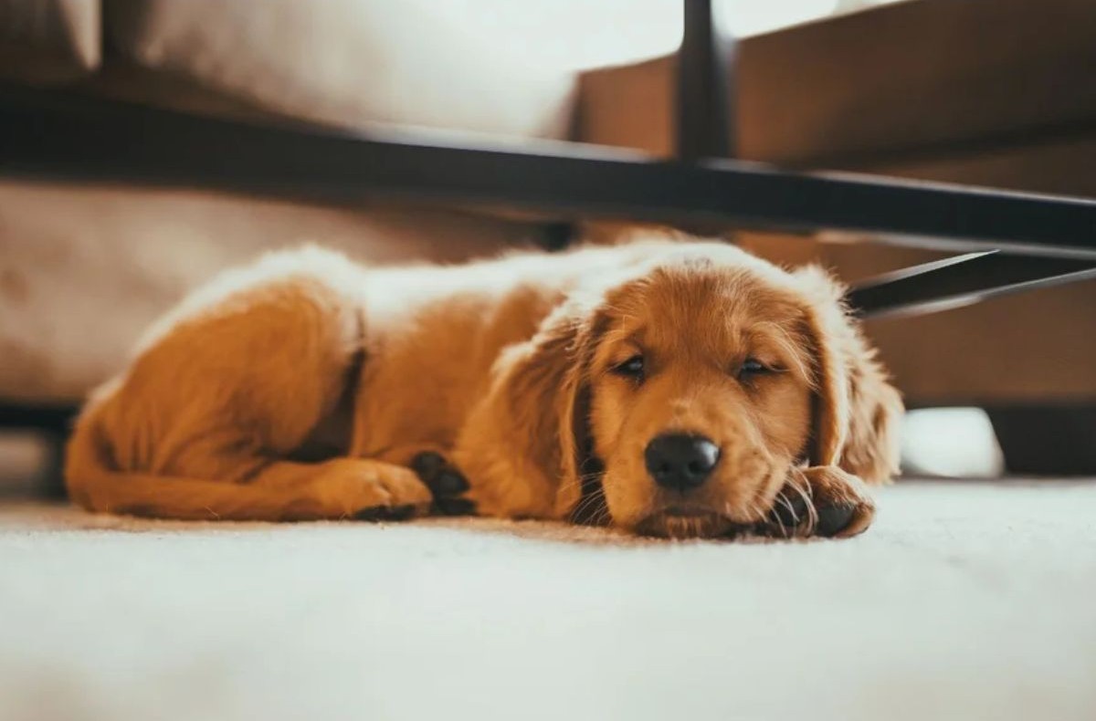 No momento, você está visualizando Onde o cachorro deve dormir no frio? Saiba qual o local ideal