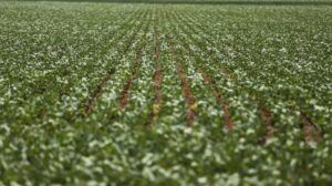 Leia mais sobre o artigo Pesquisadores desenvolvem fertilizantes menos prejudiciais ao ambiente