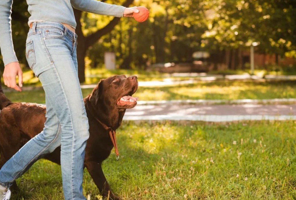 No momento, você está visualizando Seu cachorro te entende mais do que você imagina — e a ciência provou