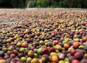 Leia mais sobre o artigo Mato Grosso lança Concurso de Qualidade do Café para valorizar produtores e impulsionar cafés especiais