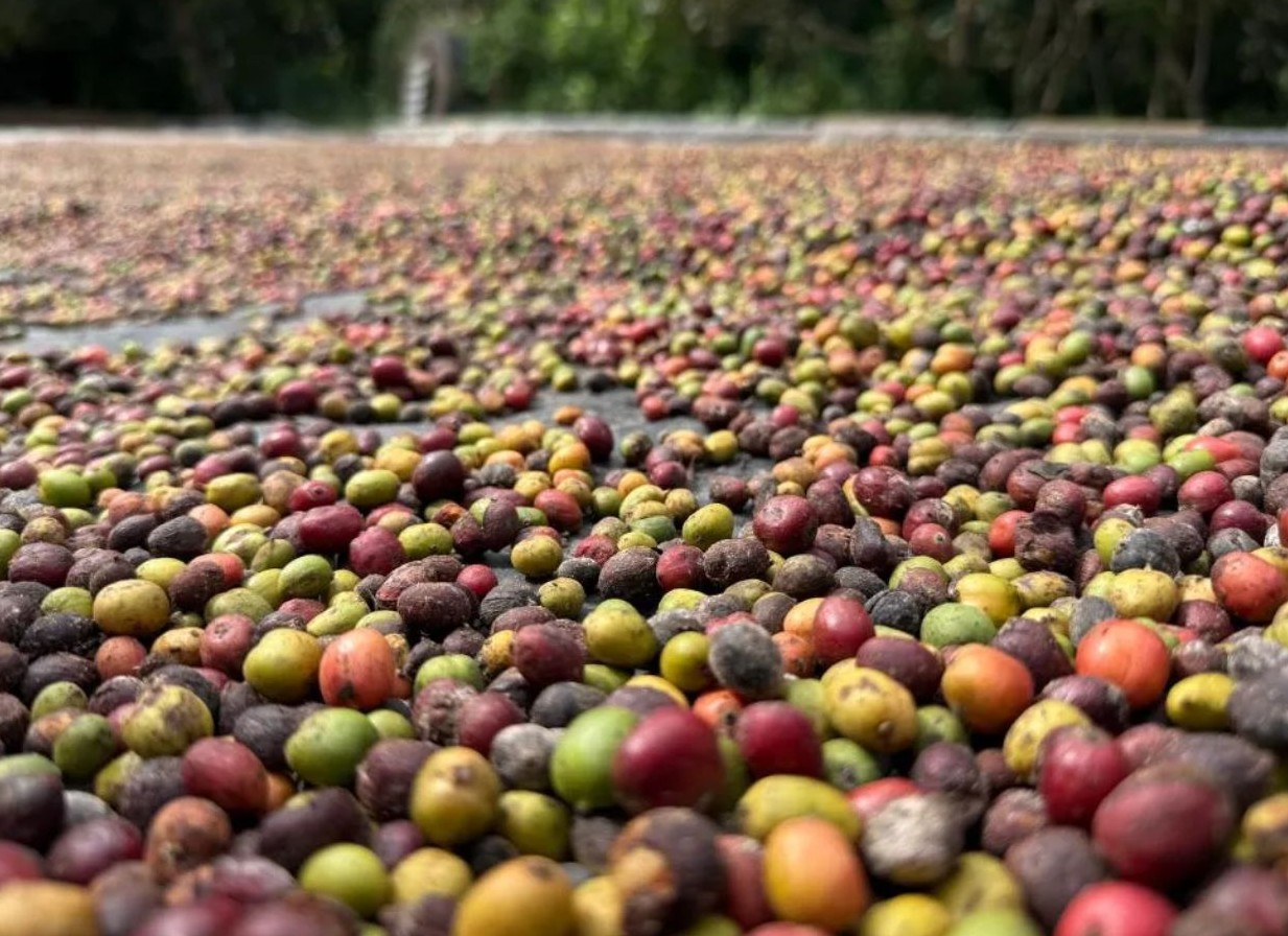 No momento, você está visualizando Mato Grosso lança Concurso de Qualidade do Café para valorizar produtores e impulsionar cafés especiais