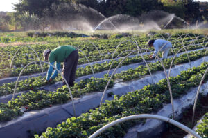 Leia mais sobre o artigo Plano Safra da Agricultura Familiar deve ser anunciado na terça-feira (30)