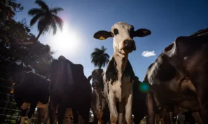 Leia mais sobre o artigo União Europeia oficializa veto à carne brasileira a partir de setembro
