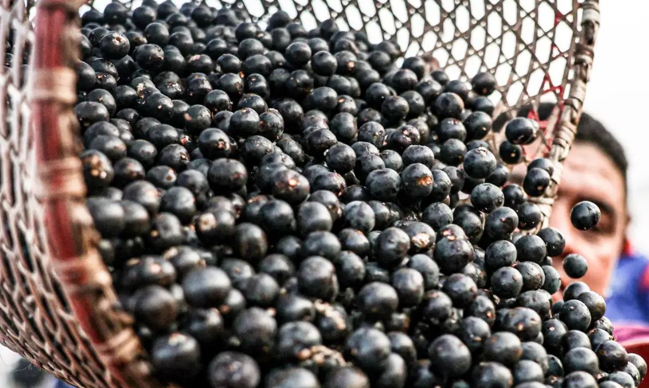 No momento, você está visualizando China facilita exportação de polpas e frutas congeladas brasileiras