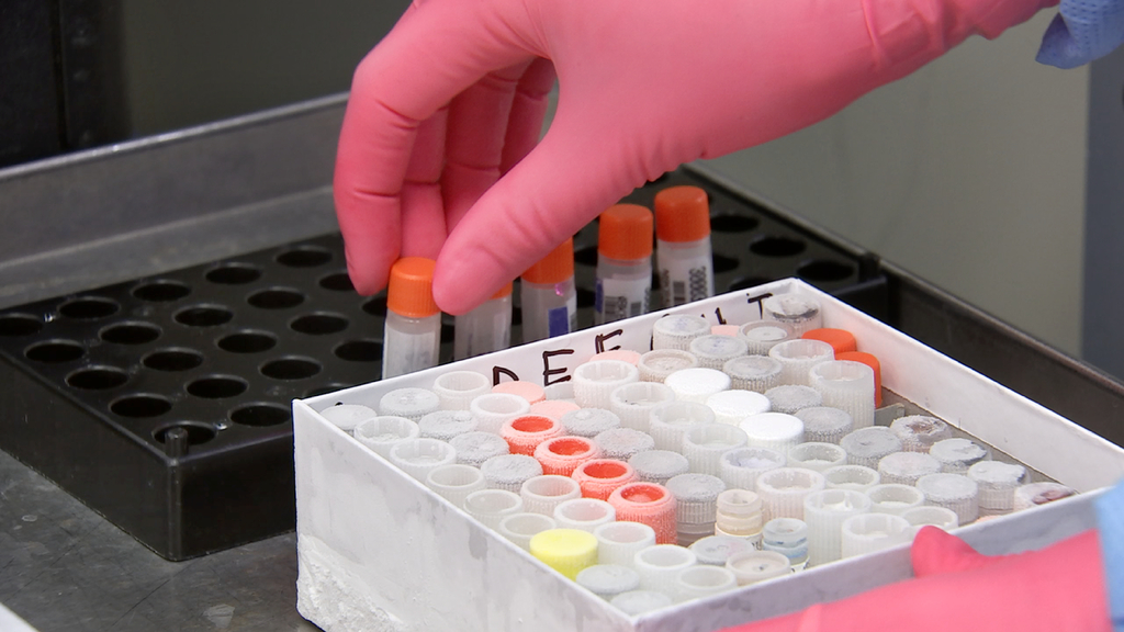 No momento, você está visualizando EBOLA: Reino Unido inicia testes em humanos de vacina