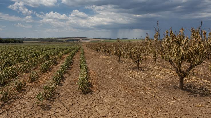 No momento, você está visualizando El Niño ameaça safra de grãos e preocupa agronegócio brasileiro