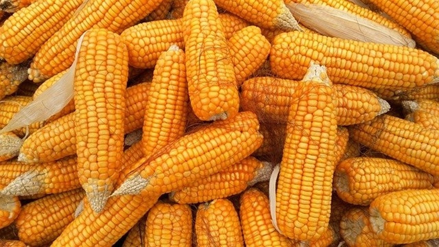 No momento, você está visualizando Venda antecipada de milho cresce em Mato Grosso