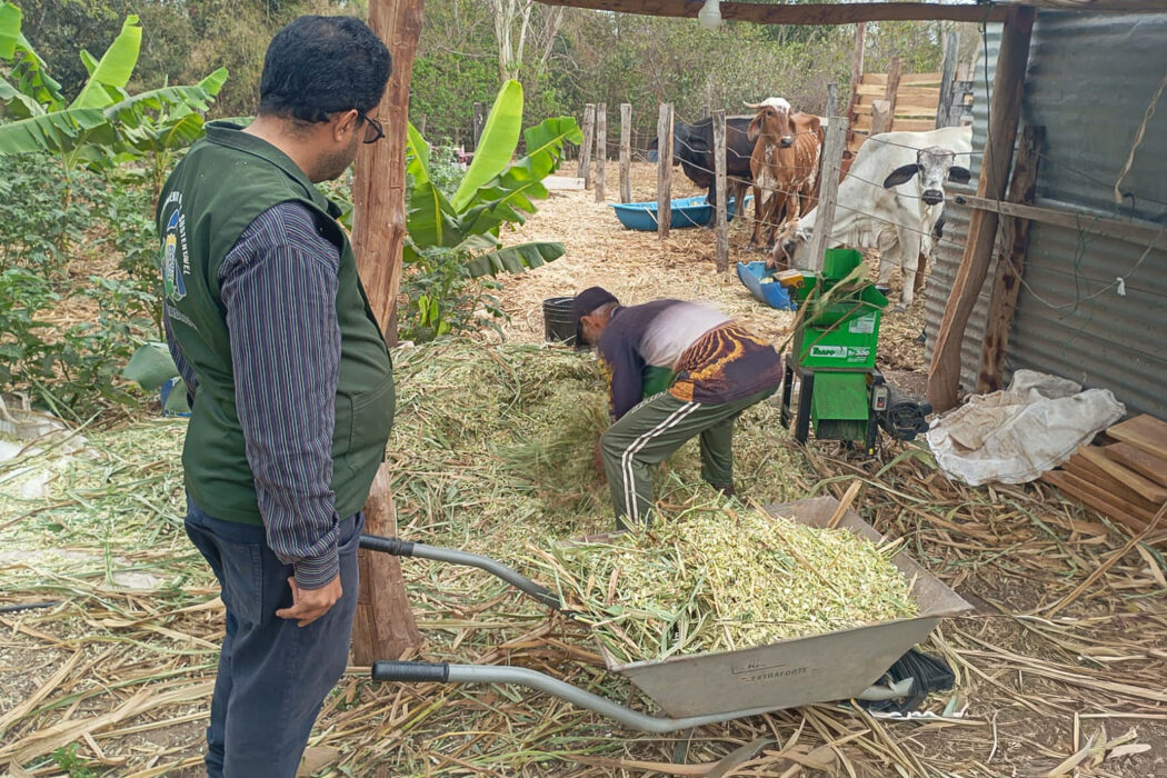 No momento, você está visualizando Agricultores familiares aprendem técnicas de produção de silagem para garantir alimentação do rebanho durante a seca